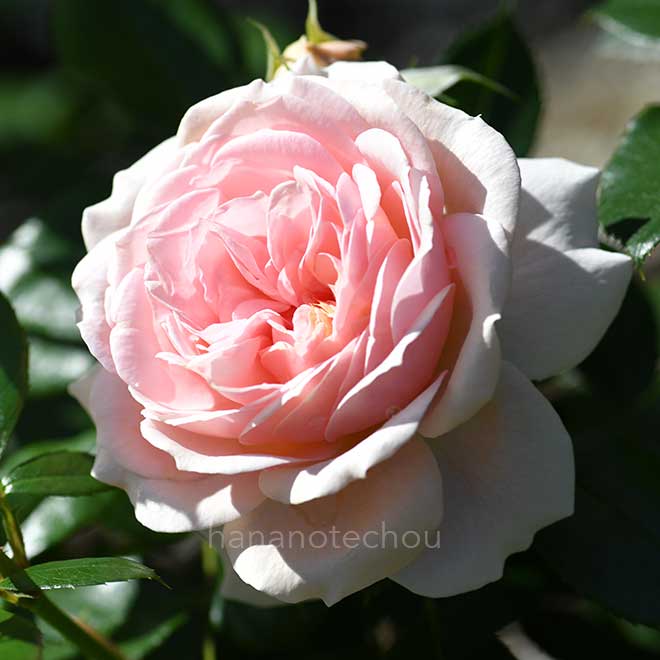 バラ ガーデン オブ ローゼズ|花の手帖の薔薇図鑑