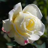 バラ ガーデン パーティ｜花の手帖の薔薇図鑑