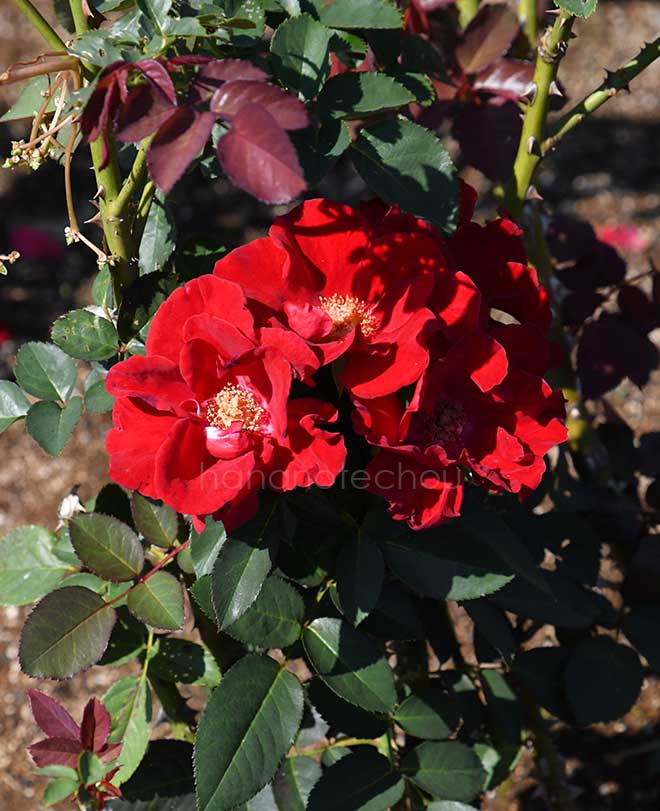 バラ ガルテンツァーバー'84|花の手帖の薔薇図鑑