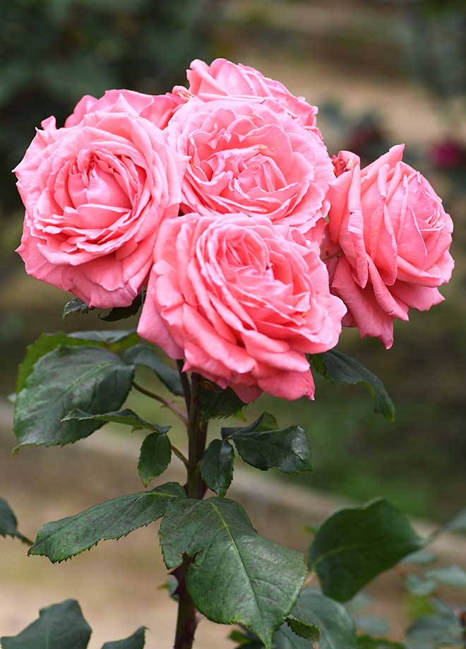 バラ ゲイ クルセイダー｜花の手帖の薔薇図鑑