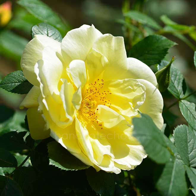 バラ ゲルベ ダグマー ハストラップ｜花の手帖の薔薇図鑑