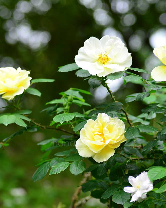 バラ ゲルベ ダグマー ハストラップ｜花の手帖の薔薇図鑑
