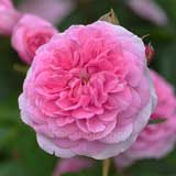 バラ ガートルード ジェキル｜花の手帖の薔薇図鑑