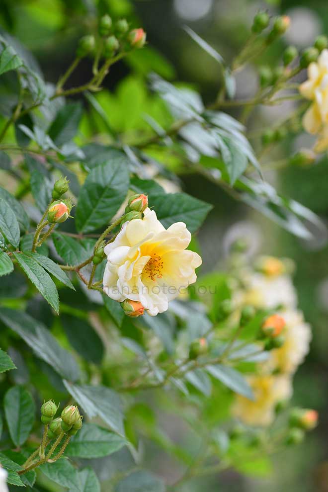 バラ ギスレーヌ ドゥ フィリゴンド|花の手帖の薔薇図鑑