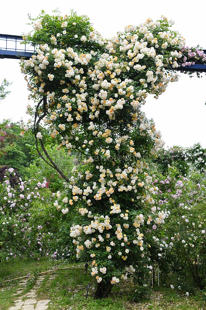 バラ ギスレーヌ ドゥ フィリゴンド|花の手帖の薔薇図鑑