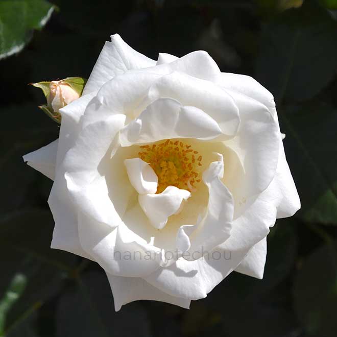 バラ 銀世界|花の手帖の薔薇図鑑