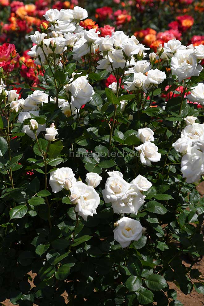 バラ 銀世界|花の手帖の薔薇図鑑