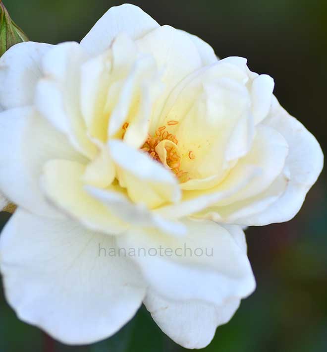 バラ グレーシア｜花の手帖の薔薇図鑑