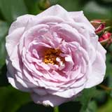 バラ グレッチャー｜花の手帖の薔薇図鑑