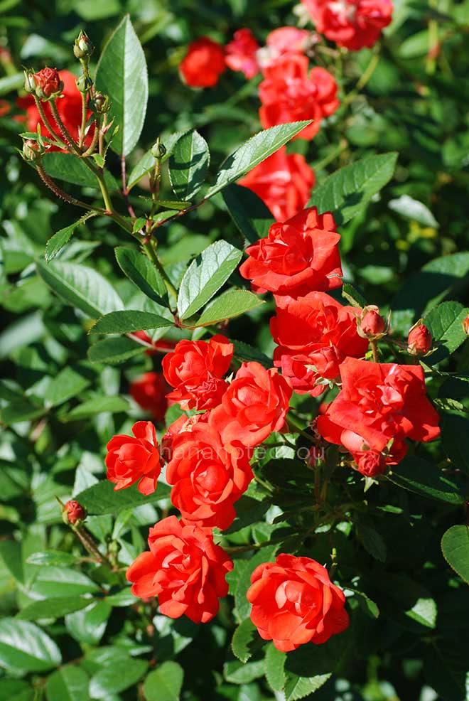 バラ グロワール ドゥ ミディ｜花の手帖の薔薇図鑑