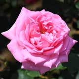 バラ ｜花の手帖の薔薇図鑑