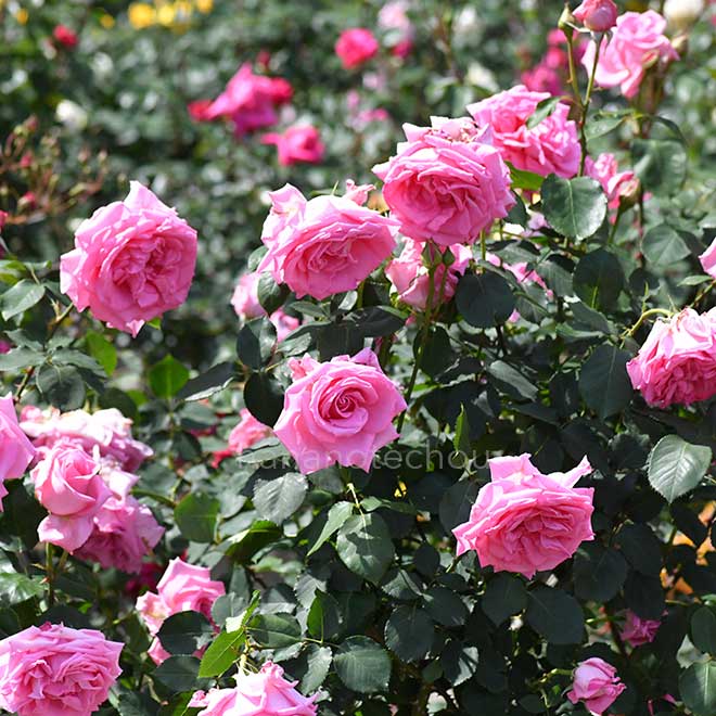 バラ グロリア デ ローマ｜花の手帖の薔薇図鑑