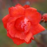 バラ グロリア ムンディ｜花の手帖の薔薇図鑑