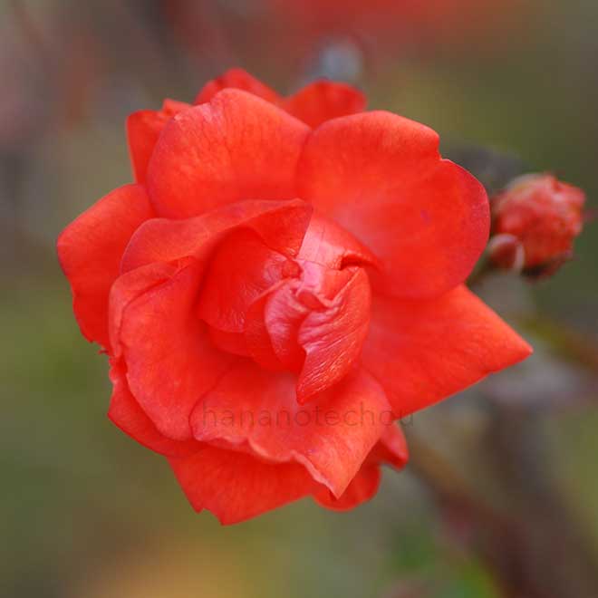 バラ グロリア ムンディ|花の手帖の薔薇図鑑