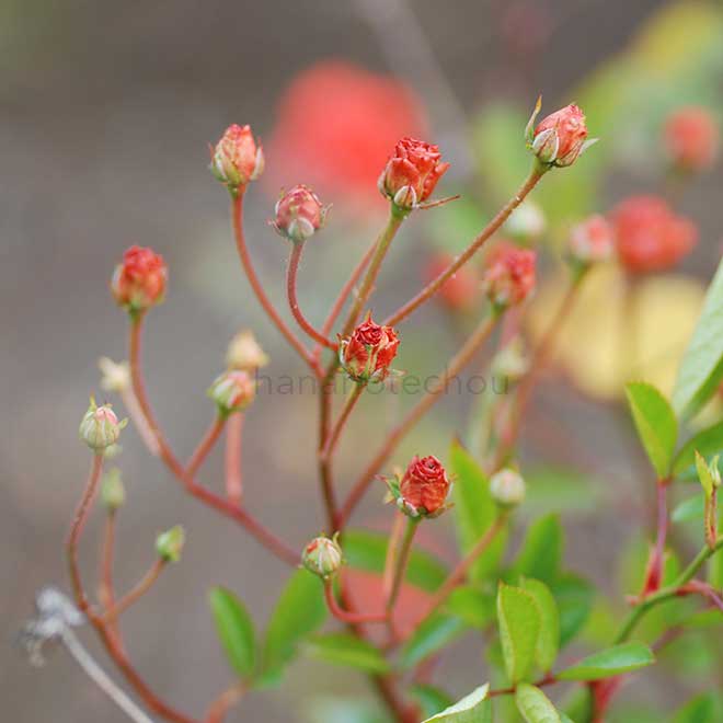 バラ グロリア ムンディ|花の手帖の薔薇図鑑