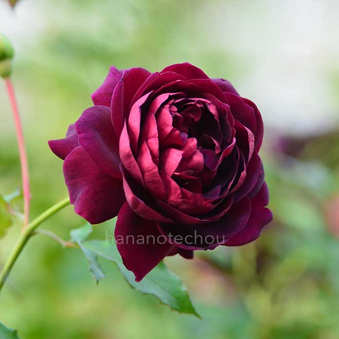 バラ グロリアーナ|花の手帖の薔薇図鑑