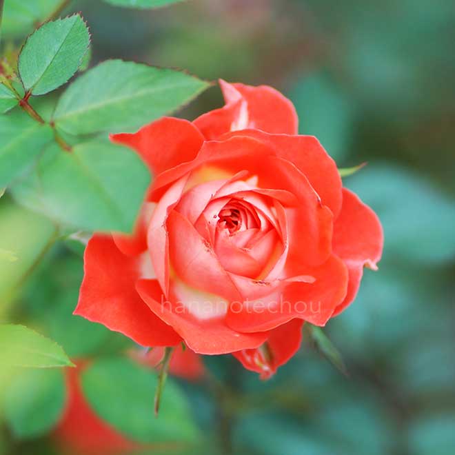 バラ グローリーグロー｜花の手帖の薔薇図鑑