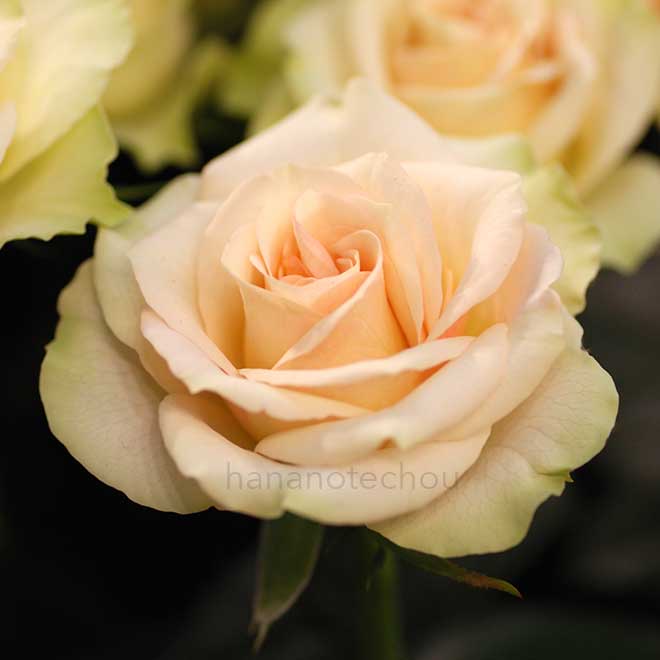 バラ グロリアス イルゼ｜花の手帖の薔薇図鑑