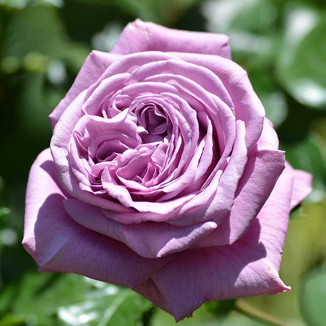 バラ ゴッドフリーウィン｜花の手帖の薔薇図鑑