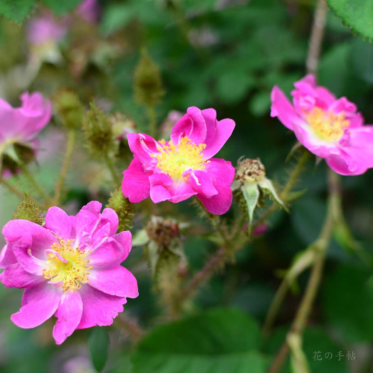 バラ ゲーテ｜花の手帖の薔薇図鑑