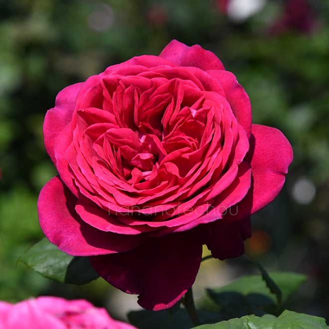 バラ ゲーテ ローズ｜花の手帖の薔薇図鑑