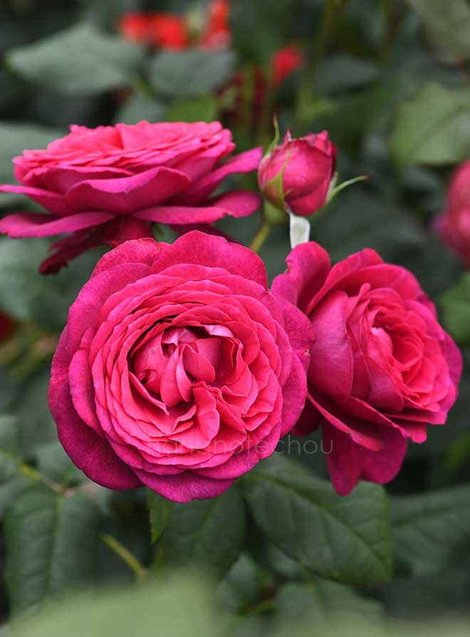 バラ ゲーテ ローズ｜花の手帖の薔薇図鑑