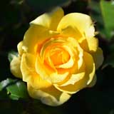 バラ ゴールドバニー｜花の手帖の薔薇図鑑