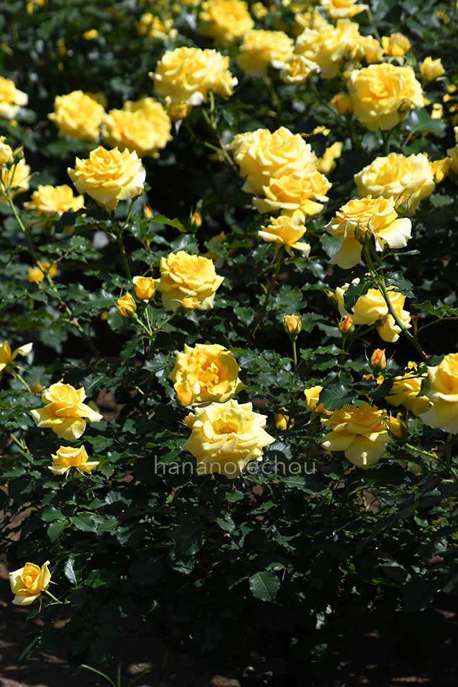 バラ ゴールド バニー|花の手帖の薔薇図鑑