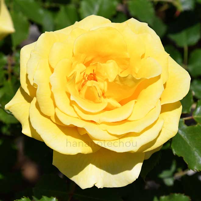 バラ つる ゴールド バニー|花の手帖の薔薇図鑑