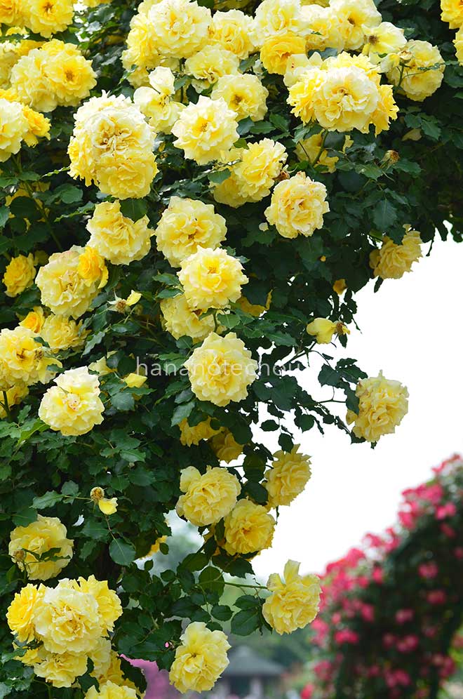 バラ つる ゴールド バニー|花の手帖の薔薇図鑑