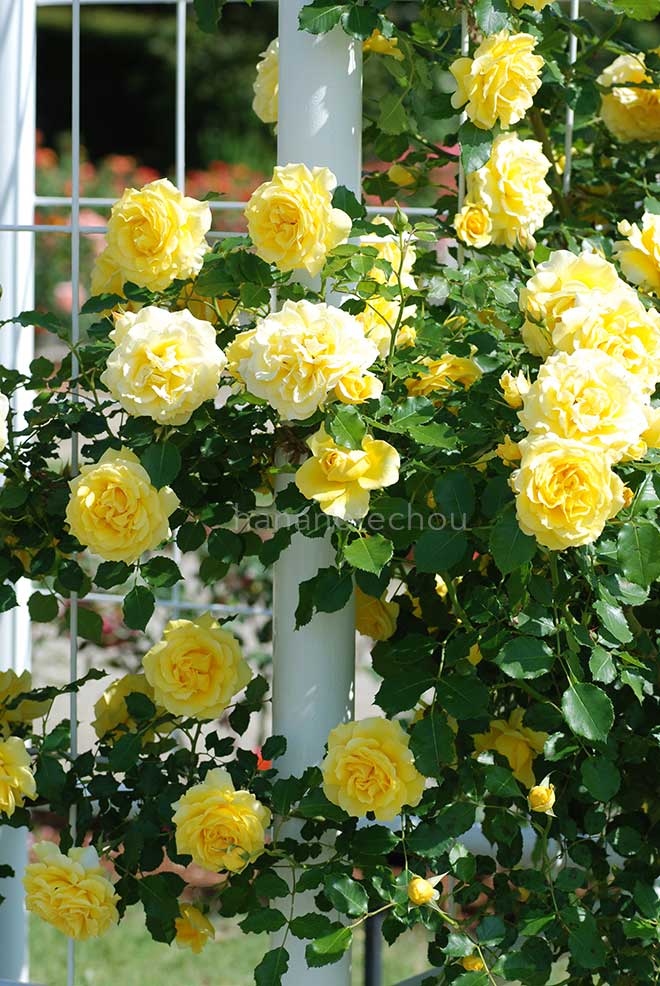 バラ つる ゴールド バニー|花の手帖の薔薇図鑑