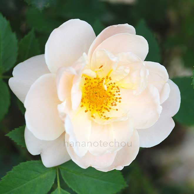 バラ ゴールドブッシュ|花の手帖の薔薇図鑑