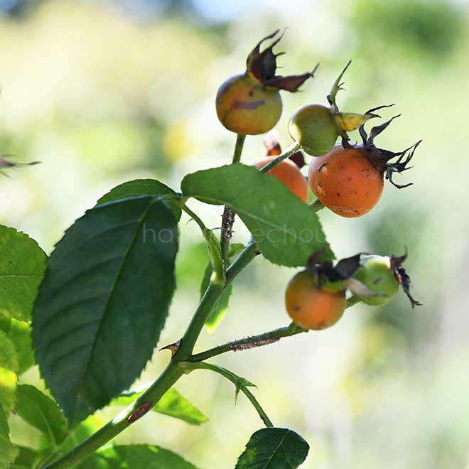 バラ ゴールドブッシュ|花の手帖の薔薇図鑑