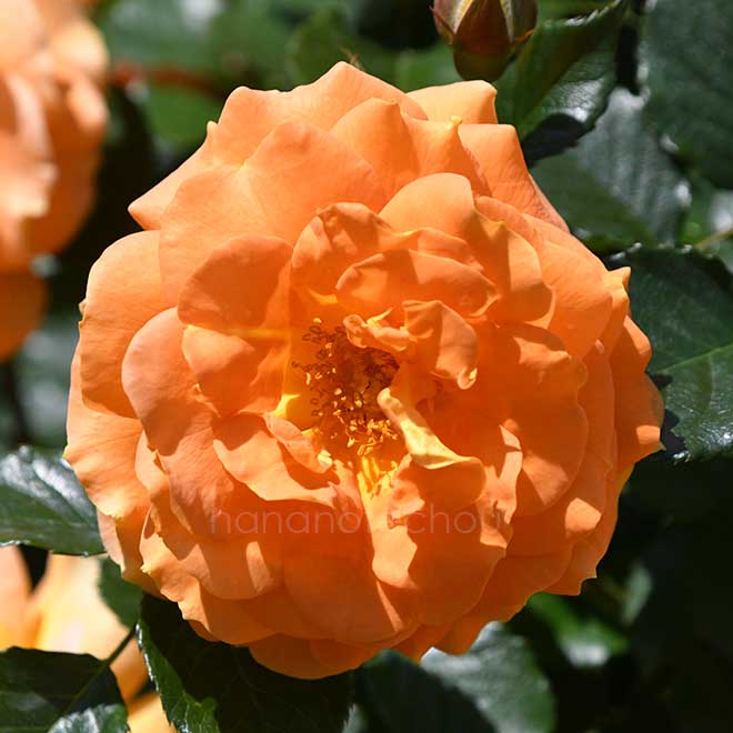 バラ ゴルデルゼ|花の手帖の薔薇図鑑