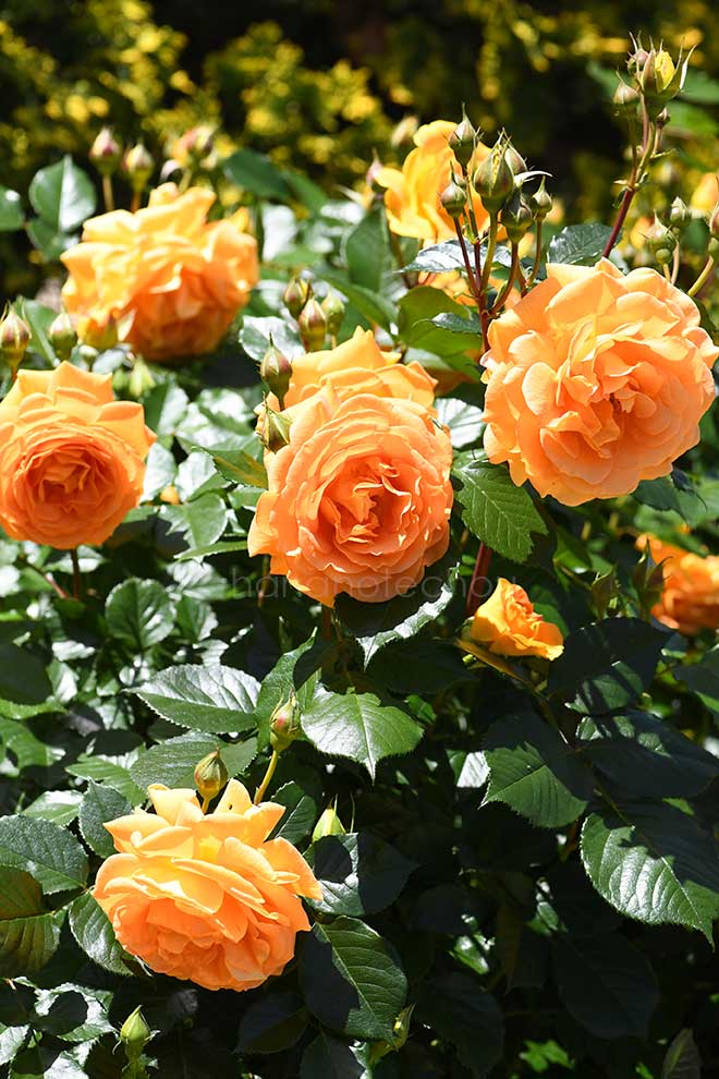 バラ ゴルデルゼ|花の手帖の薔薇図鑑