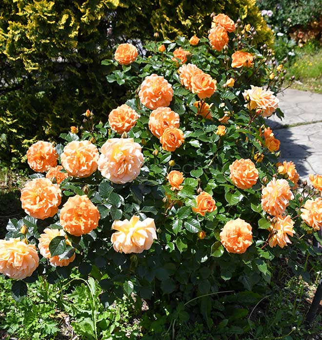 バラ ゴルデルゼ|花の手帖の薔薇図鑑