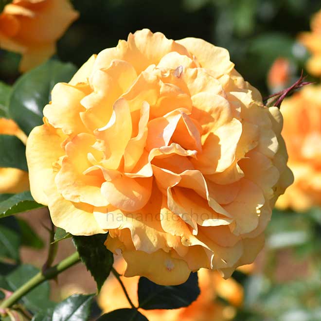 バラ ゴールデンビューティ|花の手帖の薔薇図鑑