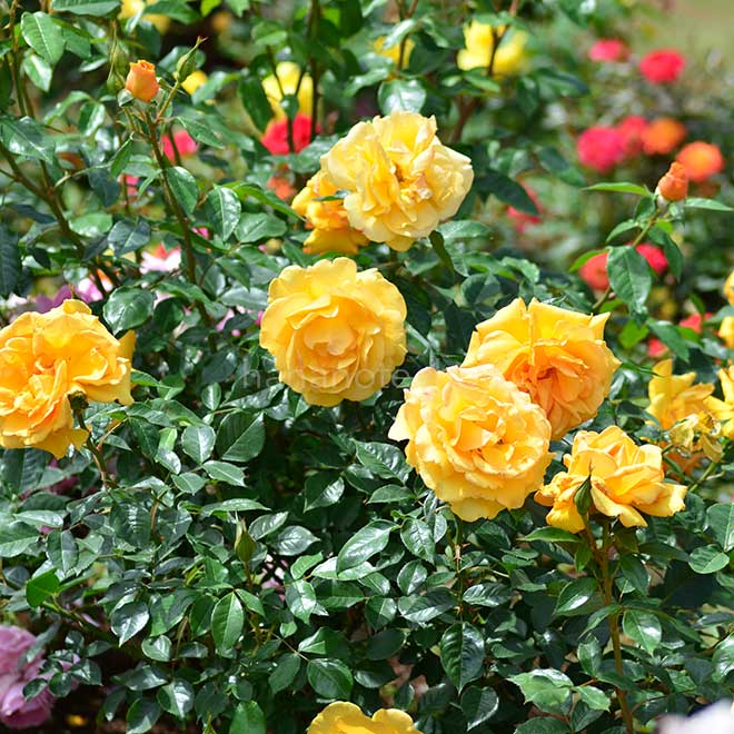 バラ ゴールデンビューティ|花の手帖の薔薇図鑑