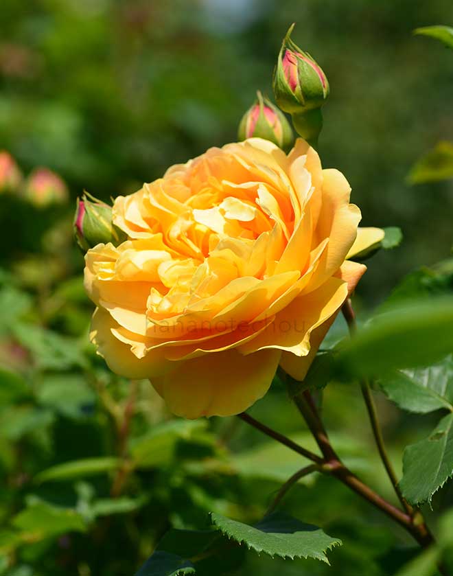 バラ ゴールデン セレブレーション｜花の手帖の薔薇図鑑