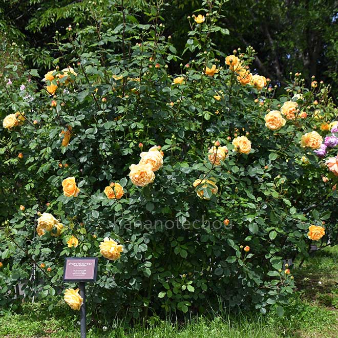 バラ ゴールデン セレブレーション｜花の手帖の薔薇図鑑