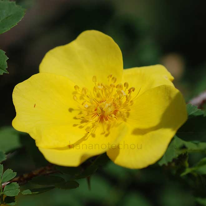 バラ ゴールデン チェルソニーズ|花の手帖の薔薇図鑑