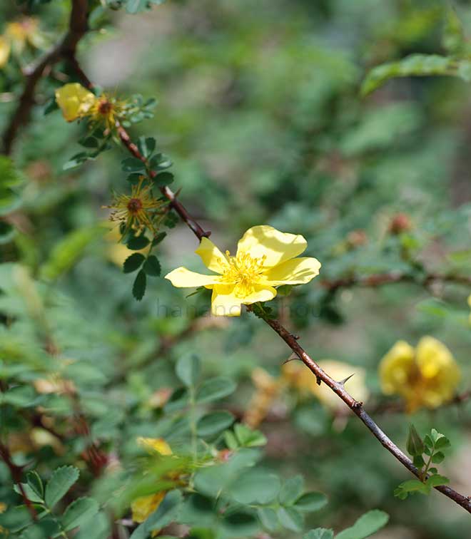 バラ ゴールデン チェルソニーズ|花の手帖の薔薇図鑑