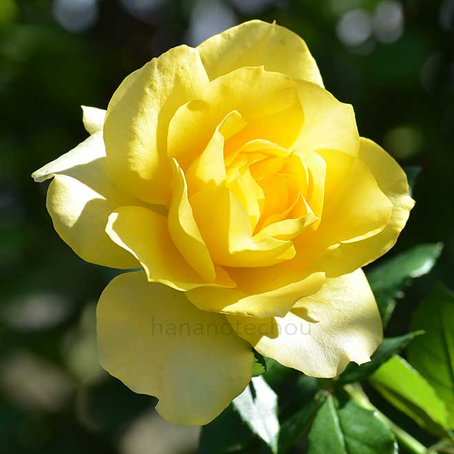 バラ ゴールデン メダイヨン｜花の手帖の薔薇図鑑