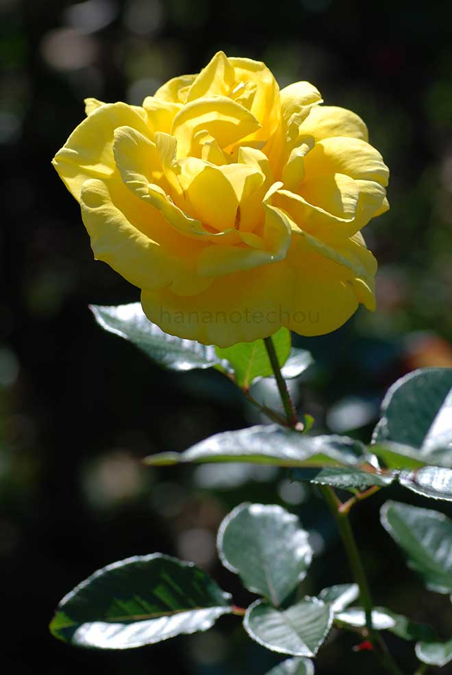 バラ ゴールデン メダイヨン｜花の手帖の薔薇図鑑