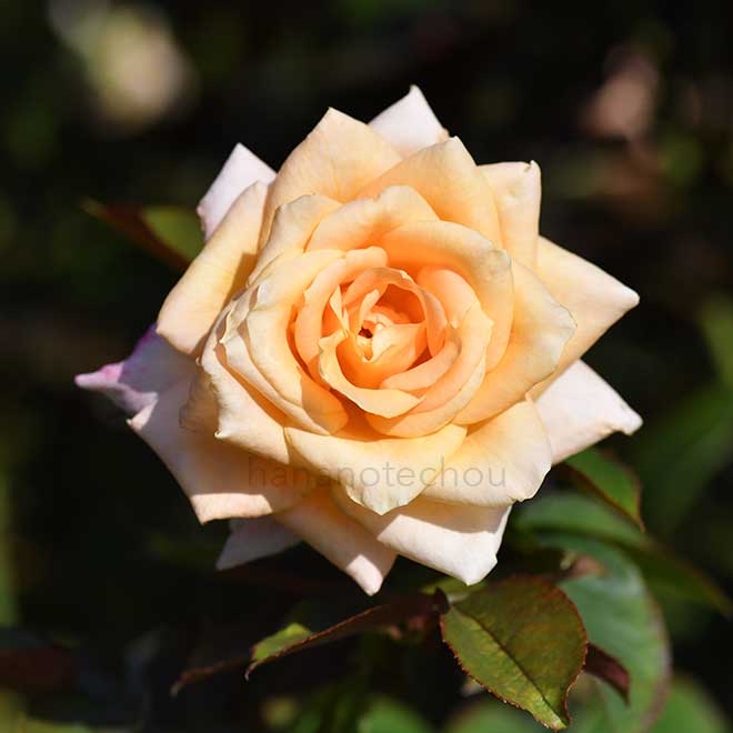 バラ ｜花の手帖の薔薇図鑑