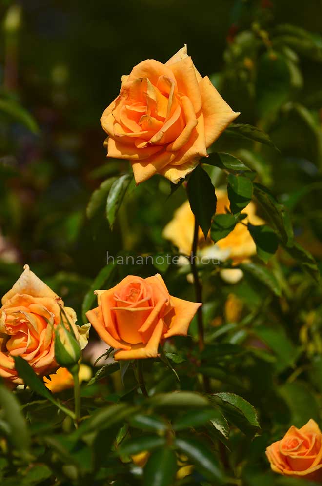 バラ ゴールデン モニカ｜花の手帖の薔薇図鑑