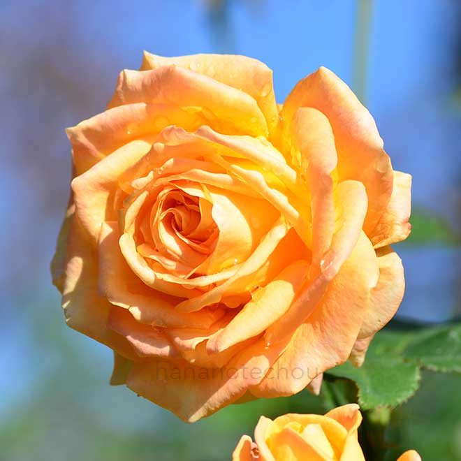 バラ ゴールデンオールディ|花の手帖の薔薇図鑑