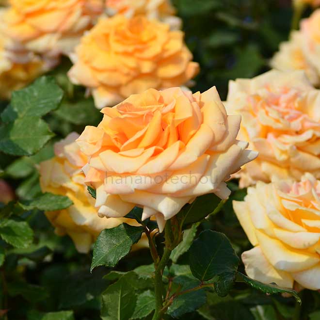 バラ ゴールデンオールディ|花の手帖の薔薇図鑑