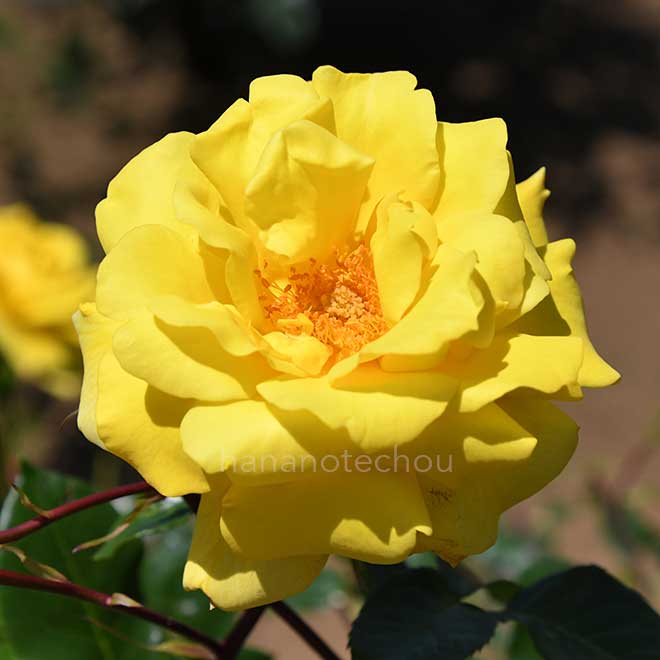 バラ ゴールデン セプター|花の手帖の薔薇図鑑