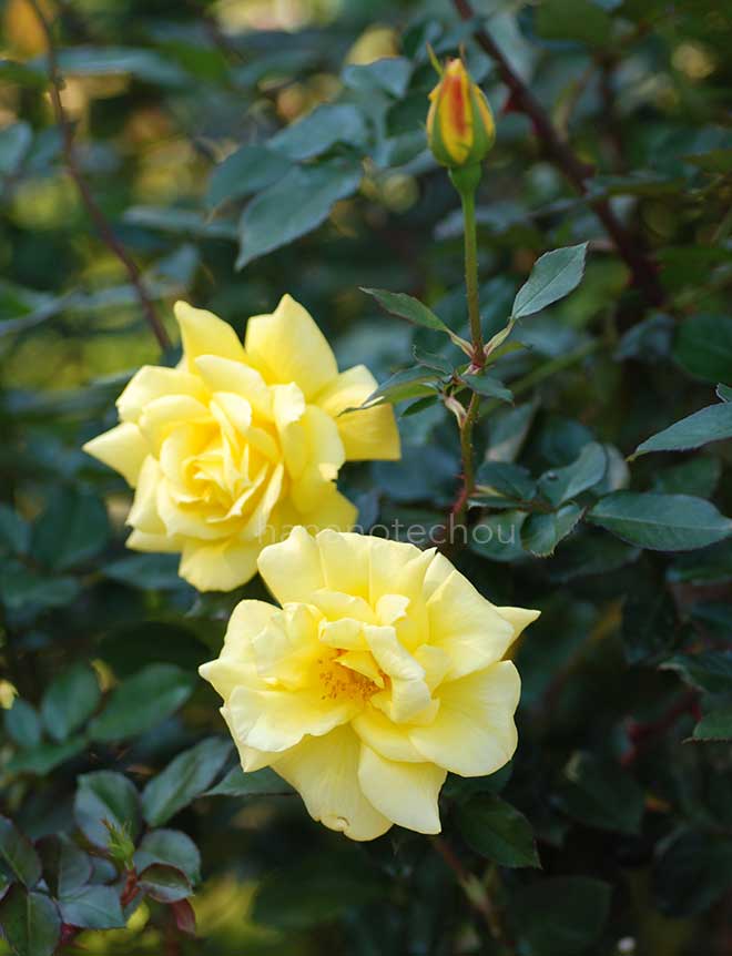 バラ ゴールデン セプター|花の手帖の薔薇図鑑